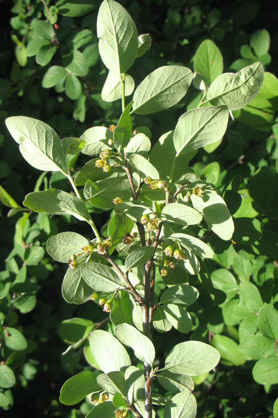 Image of Cotoneaster melanocarpus specimen.