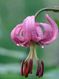 Lilium martagon