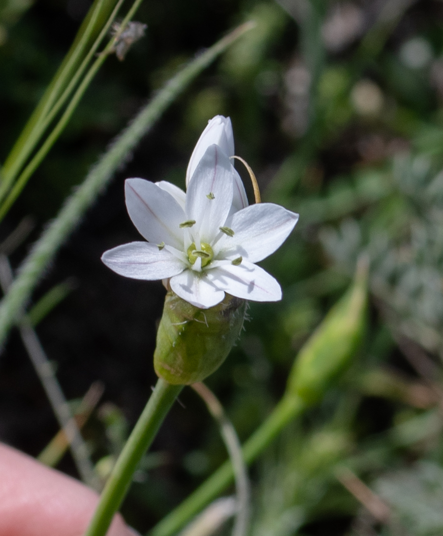 Image of Allium trifoliatum specimen.