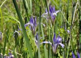 Iris oxypetala