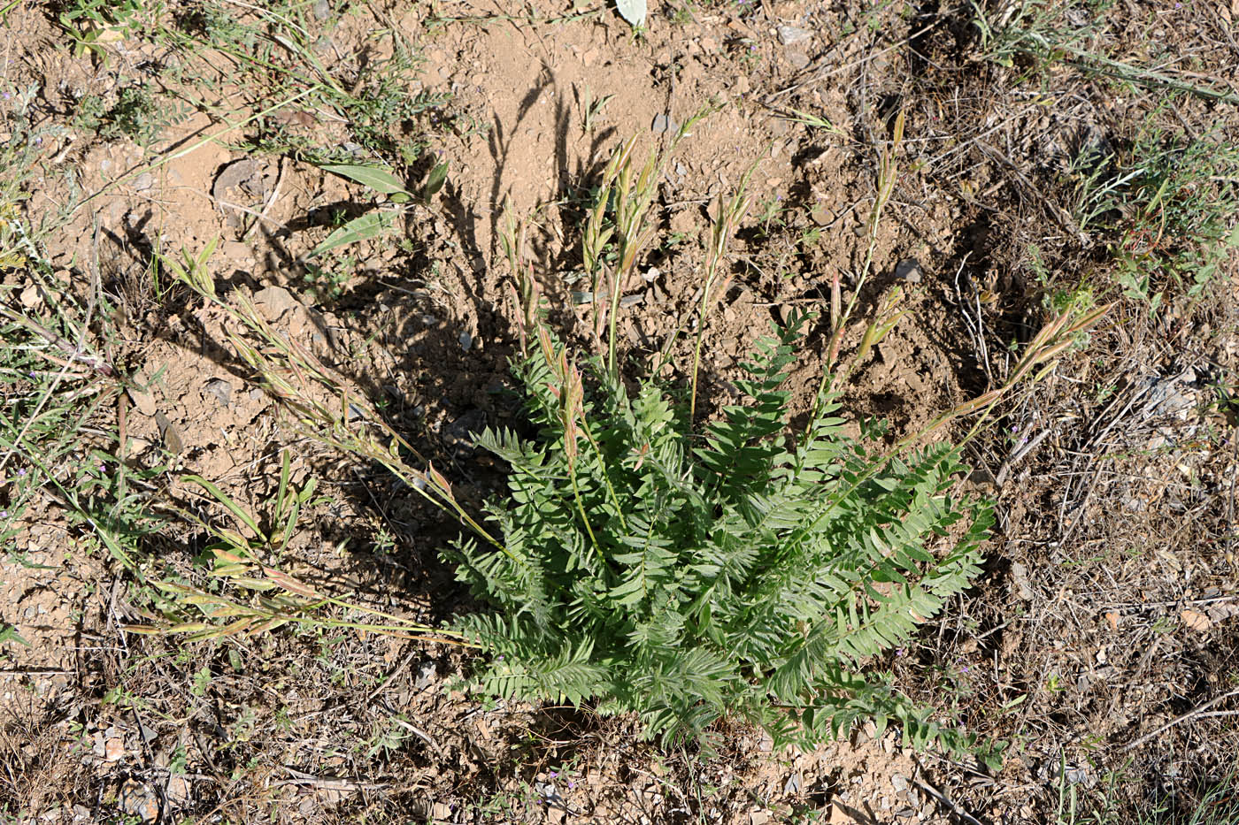 Изображение особи Oxytropis macrocarpa.