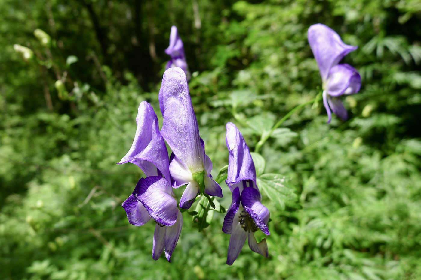 Изображение особи Aconitum fischeri.