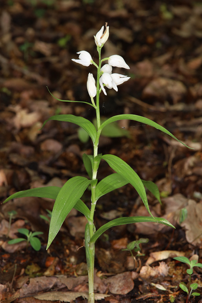 Image of Cephalanthera longifolia specimen.