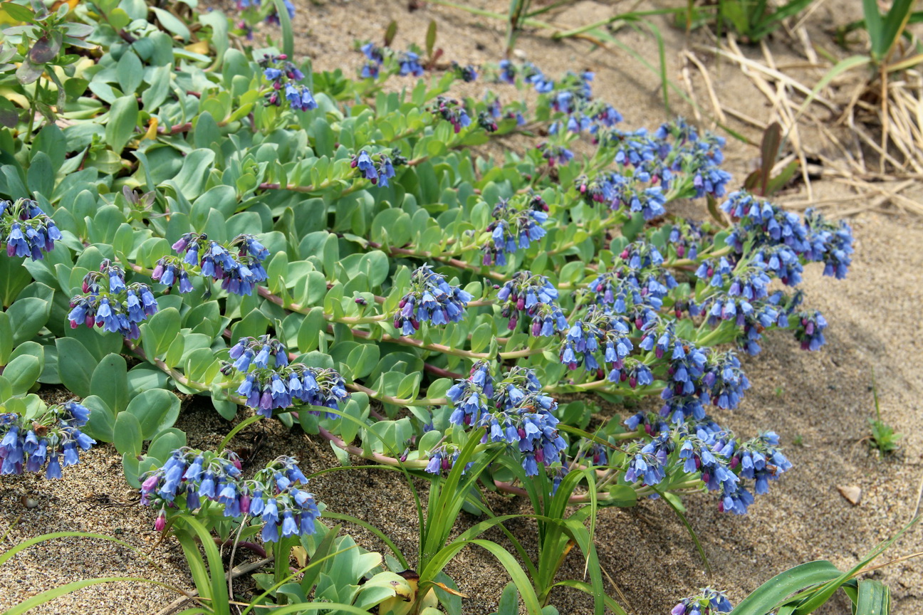 Изображение особи Mertensia maritima.