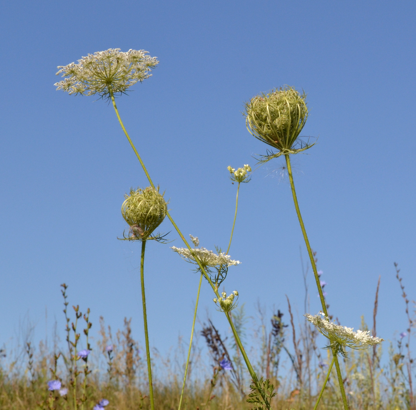 Image of Daucus carota specimen.