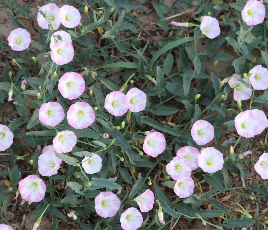 Image of Convolvulus arvensis specimen.