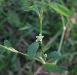 Polygonum neglectum. Часть побега с цветком. Крым, Симферополь, обочина дороги. 8 ноября 2010 г.