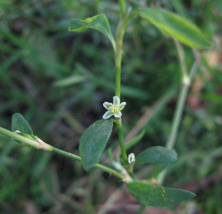 Изображение особи Polygonum neglectum.