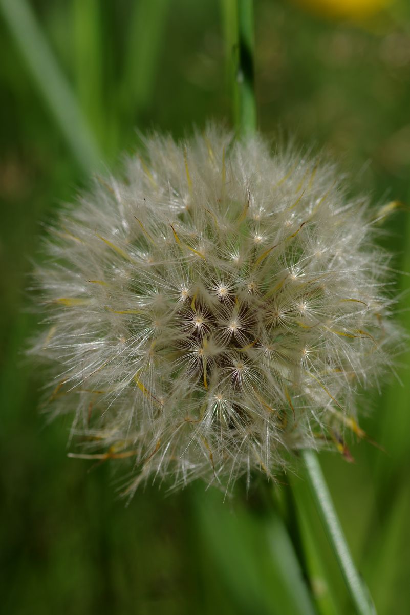 Изображение особи Hypochaeris radicata.