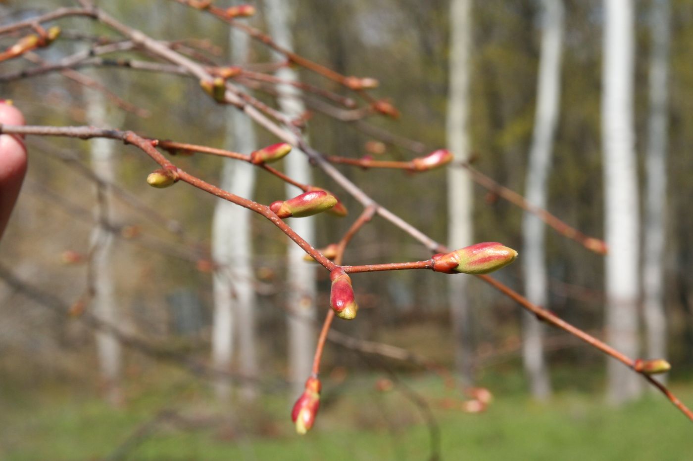 Изображение особи Tilia taquetii.