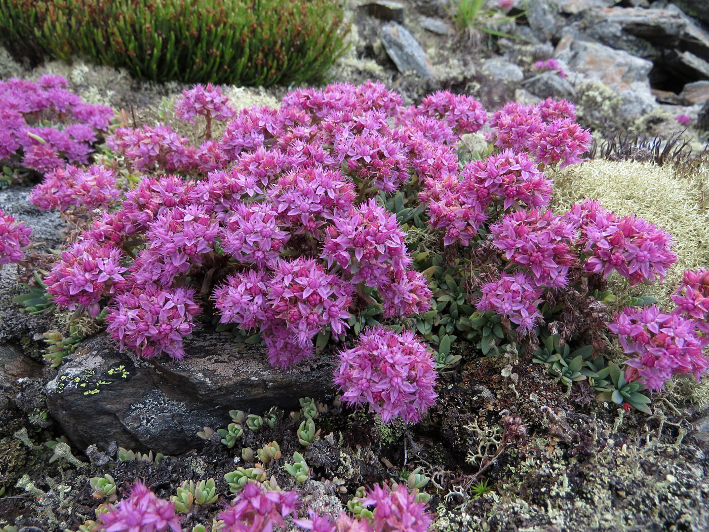 Изображение особи Hylotelephium cyaneum.