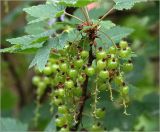 Ribes rubrum