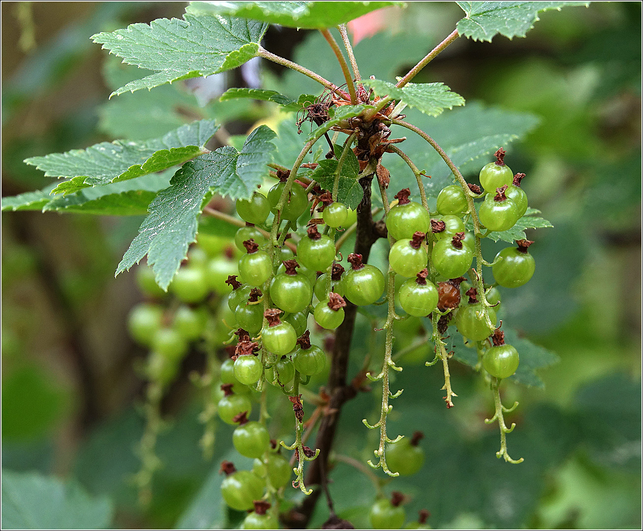 Изображение особи Ribes rubrum.