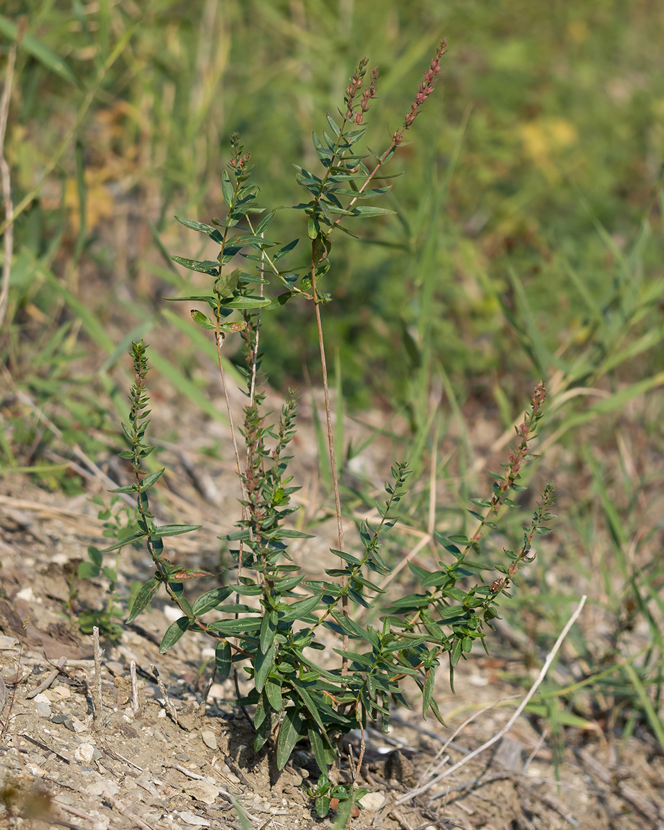 Image of Lythrum virgatum specimen.