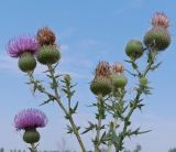 Cirsium serrulatum. Верхушки побегов с цветущими и отцветшими соцветиями. Воронежская обл., Бобровский р-н, с. Тройня, разнотравный луг. 14.08.2022.