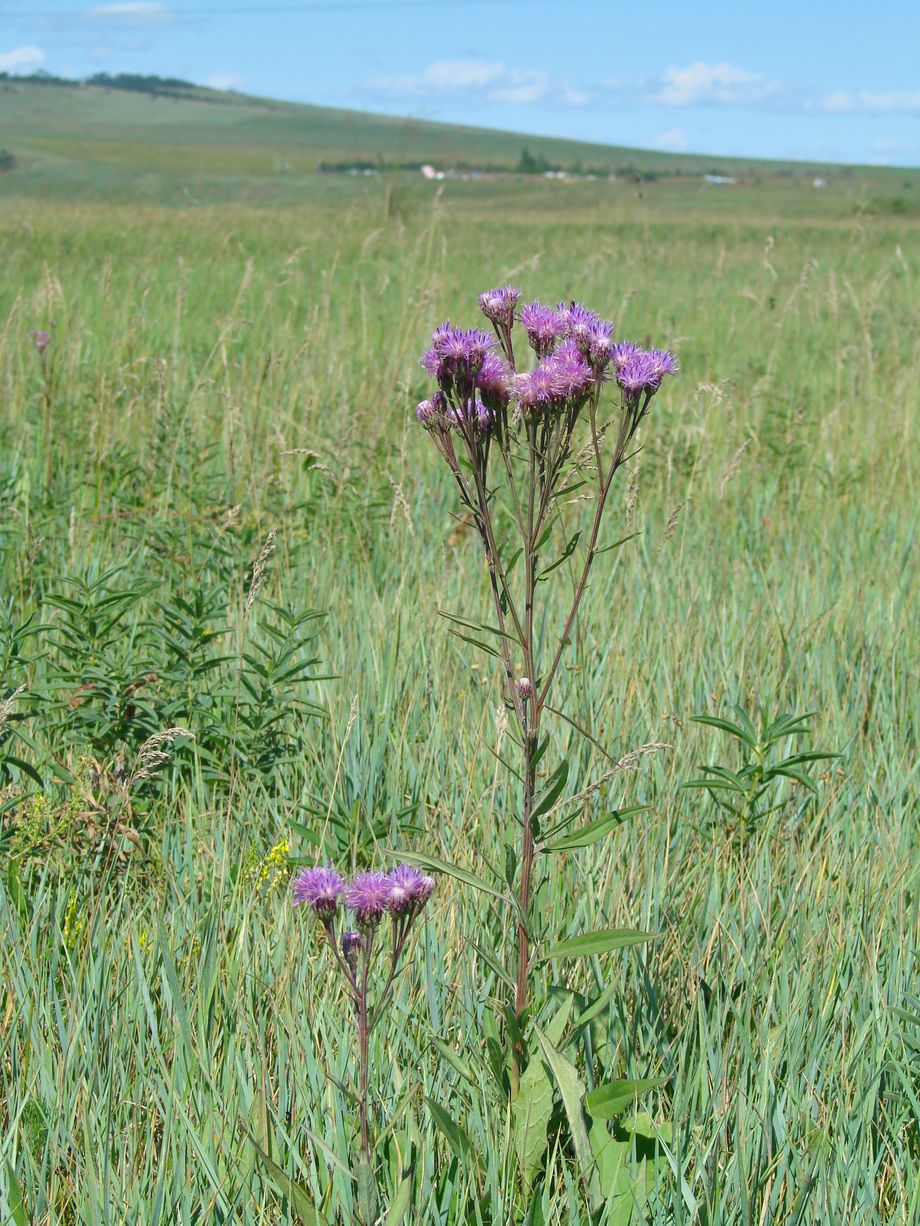 Изображение особи Saussurea amara.