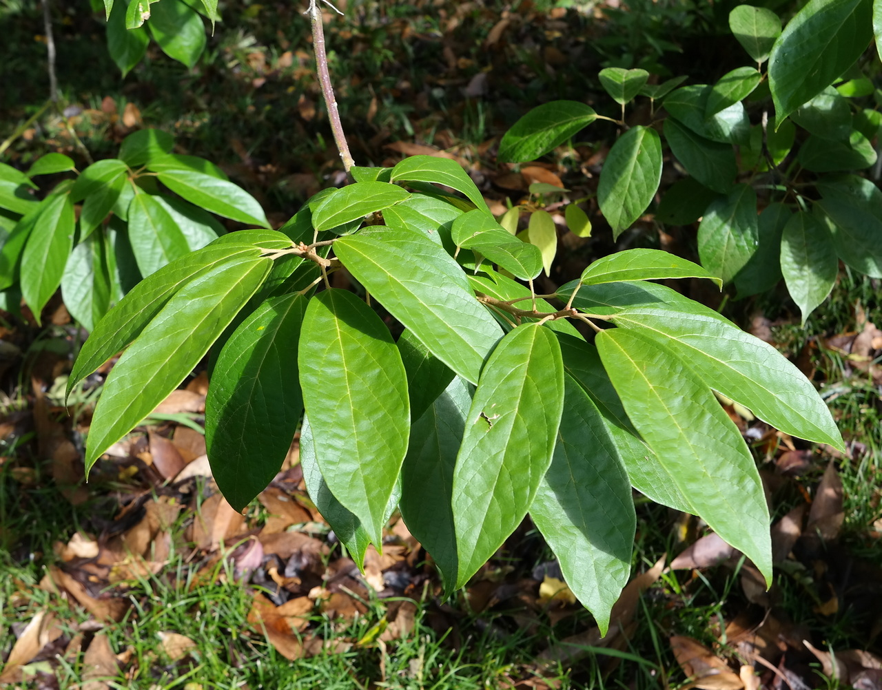 Image of Reevesia pubescens specimen.