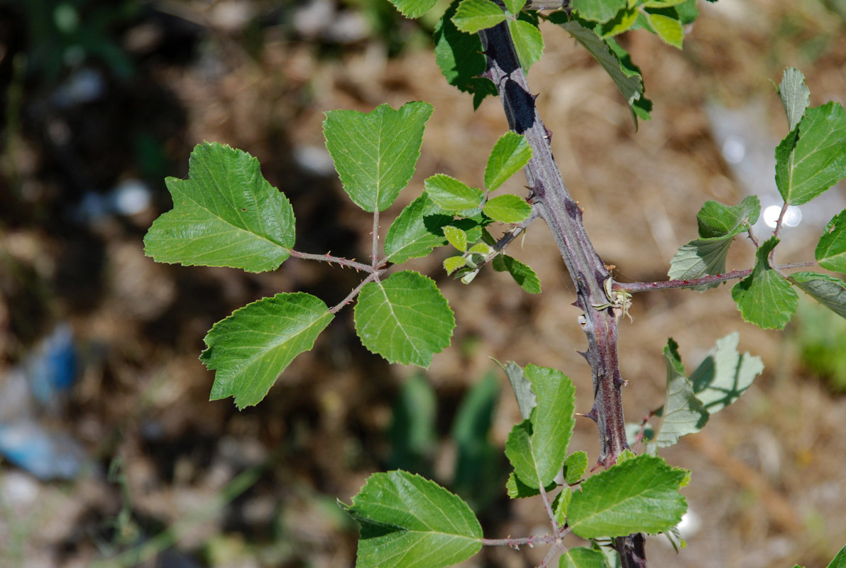 Изображение особи Rubus sanctus.