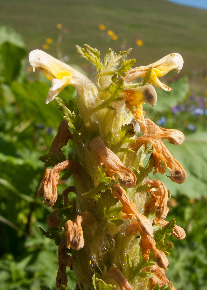 Image of Pedicularis condensata specimen.