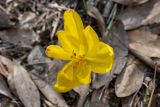 Sternbergia clusiana