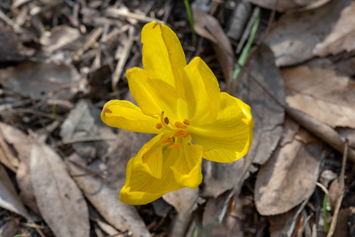 Изображение особи Sternbergia clusiana.