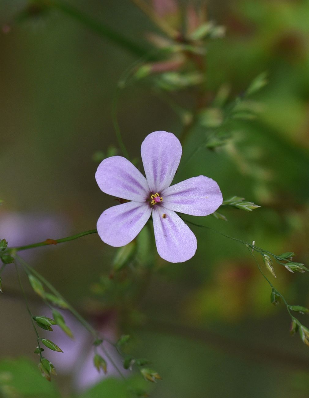 Image of Geranium robertianum specimen.