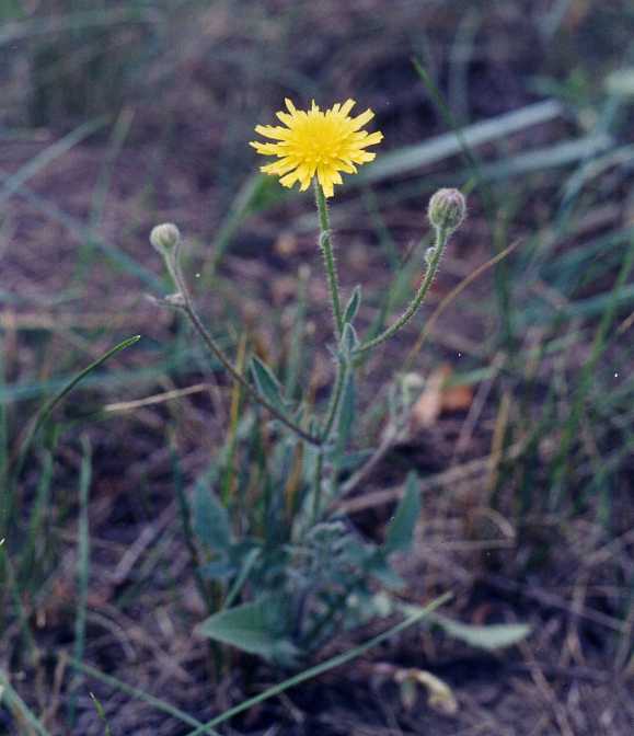 Image of Crepis foetida specimen.