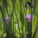 Allium schoenoprasum. Соцветия и листья. Пермский край, г. Пермь, Кировский р-н, клумба у жилого дома. 02.07.2022.