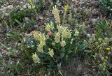 Astragalus calycinus. Цветущее и плодоносящее растение. Армения, обл. Гегаркуник, берег оз. Севан, гора Артаниш, ≈ 2200 м н.у.м., каменистый участок лугового склона. 23.06.2022.