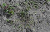 Medicago lupulina. Цветущее и плодоносящее растение в сообществе с Rubus и Poaceae. Дагестан, Магарамкентский р-н, окр. с. Приморский, песчаный пляж. 05.05.2022.