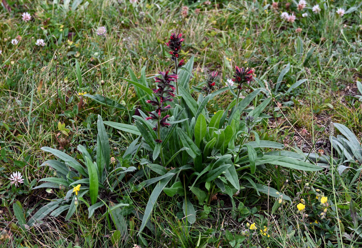 Image of Echium russicum specimen.