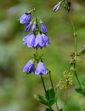 Adenophora triphylla. Верхушка побега с соцветием с цветками и бутонами. Курильские о-ва, о-в Кунашир, мыс Сукачёва, приморский луг. 22.08.2022.