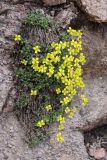 Draba arseniewii. Цветущее растение. Узбекистан, Ташкентская обл., западные отроги Чаткальского хребта, Большой Чимган, ур. Аксай, около 2000 м н.у.м., скалы. 28.04.2023.