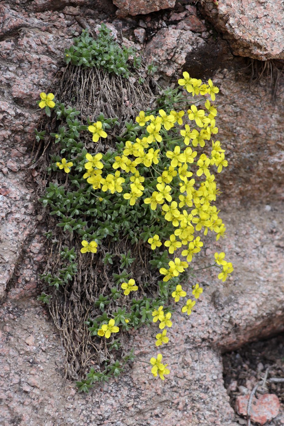 Image of Draba arseniewii specimen.