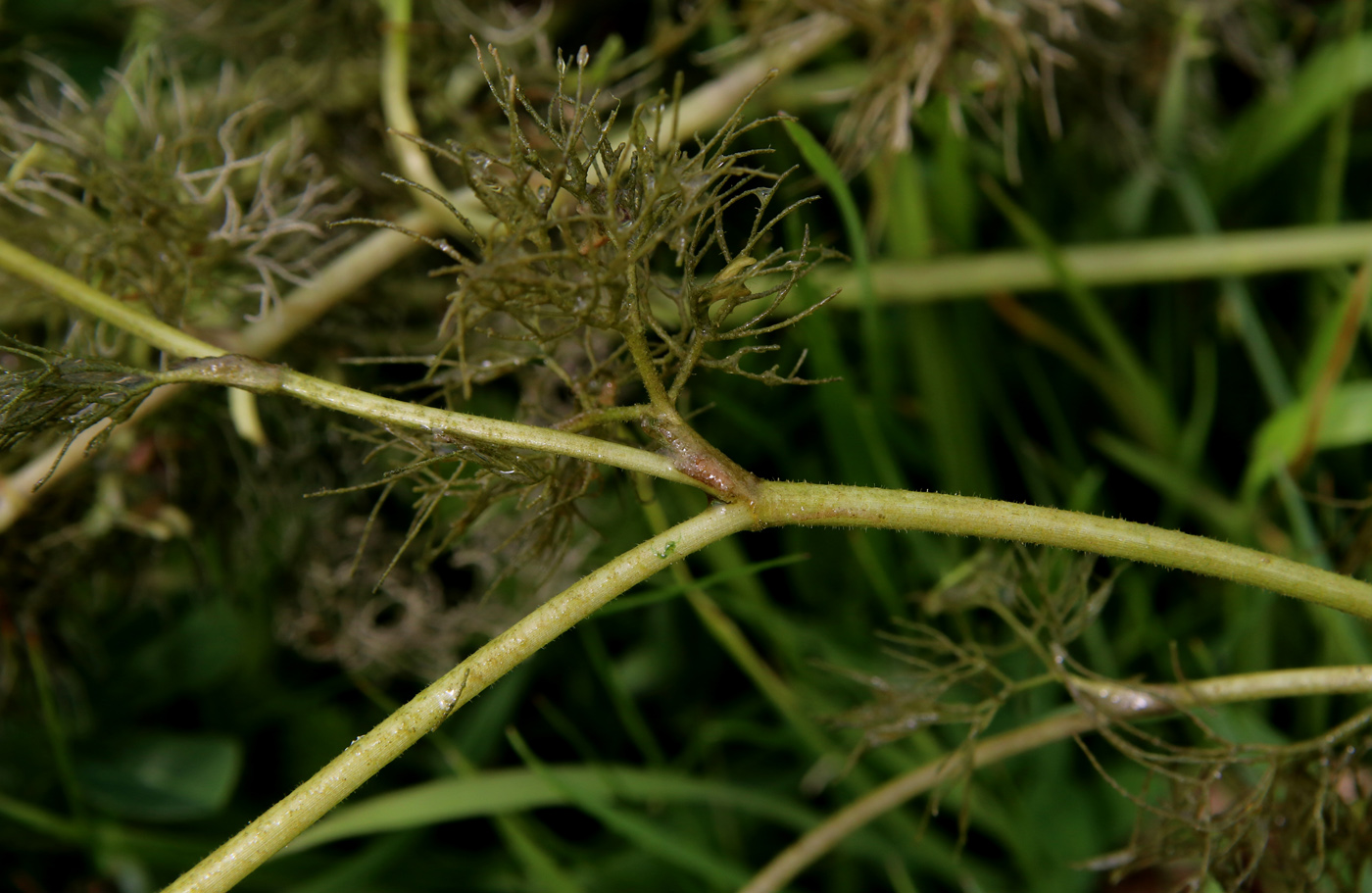 Image of Ranunculus confervoides specimen.