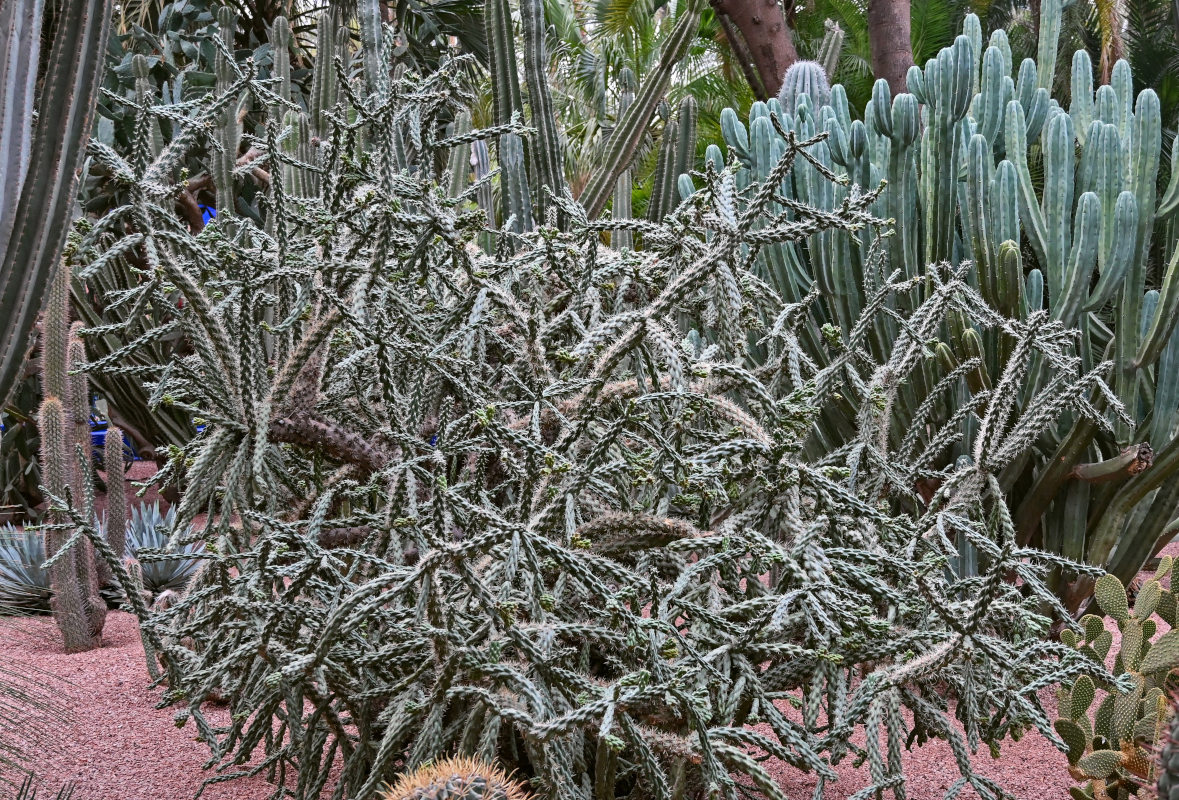 Image of Cylindropuntia imbricata specimen.