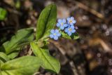 Myosotis alpestris. Верхушка цветущего растения. Краснодарский край, Туапсинский р-н, Главный Кавказский хр., окр. горы Семиглавая, высота 1400 м н.у.м., у ручья. 28.05.2023.