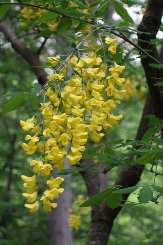 Изображение особи Laburnum anagyroides.