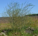 Asparagus officinalis. Бутонизирующие растения. Тульская обл., Плавский р-н, окр. пос. Молочные Дворы, край пашни. 20.06.2023.