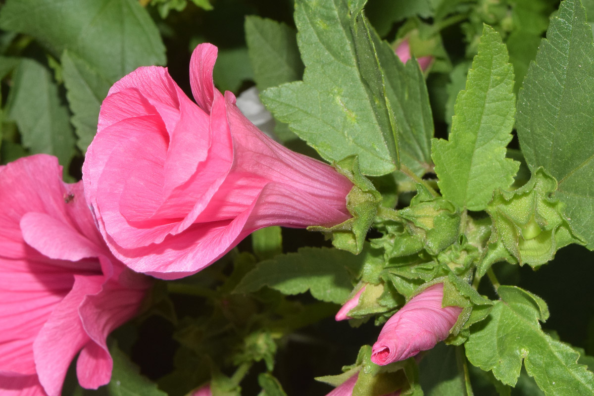 Изображение особи Malva trimestris.