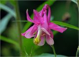 Aquilegia vulgaris