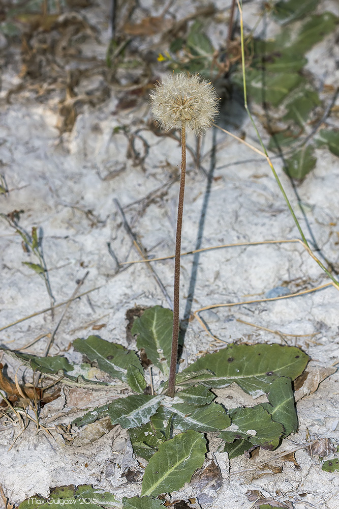 Image of Taraxacum serotinum specimen.