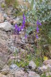 Campanula sarmatica. Цветущие растения. Кабардино-Балкария, Эльбрусский р-н, пик Терскол, ≈ 2600 м н.у.м., каменистый склон. 22.08.2023.