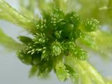 Sphagnum squarrosum