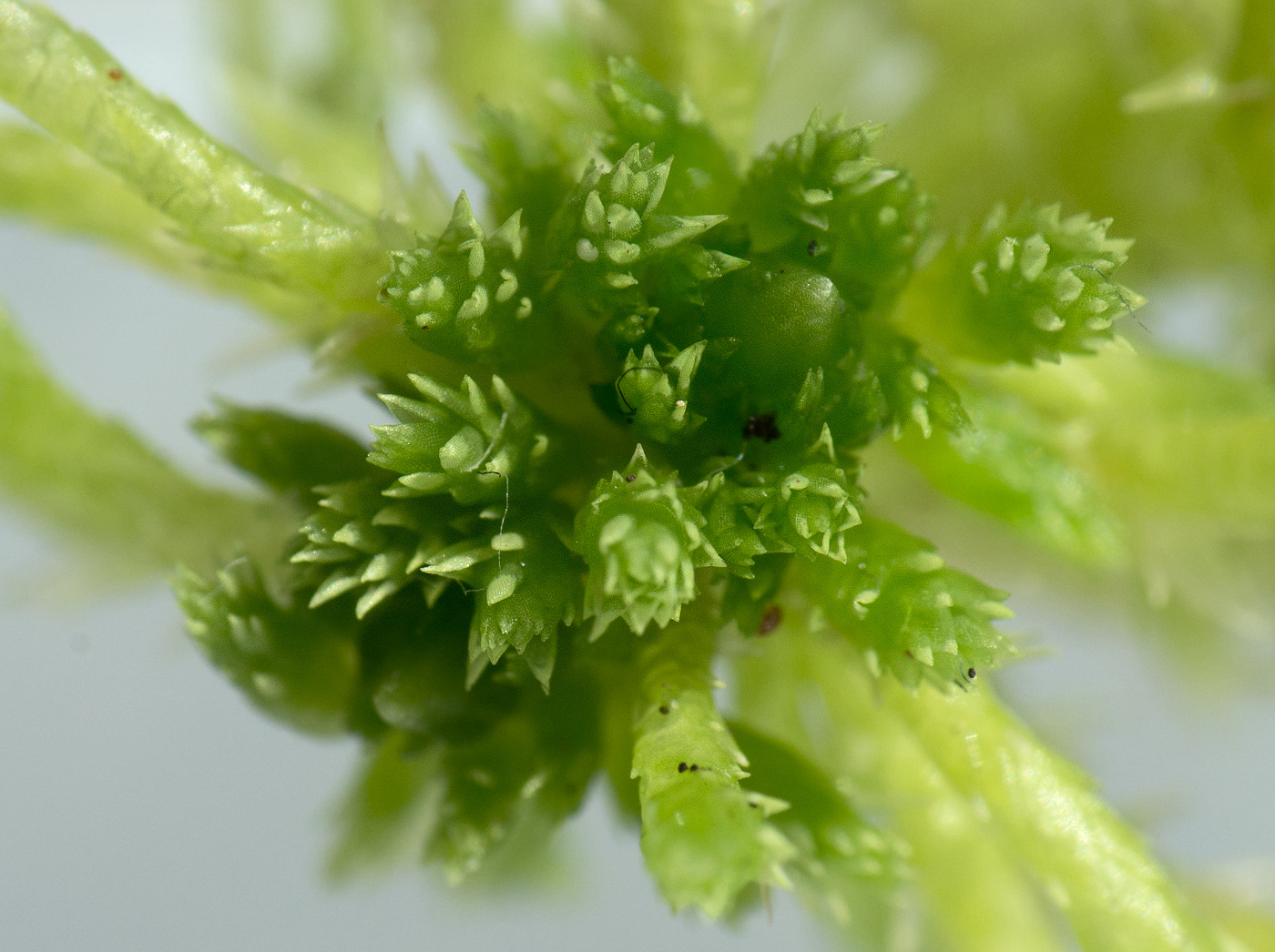 Image of Sphagnum squarrosum specimen.