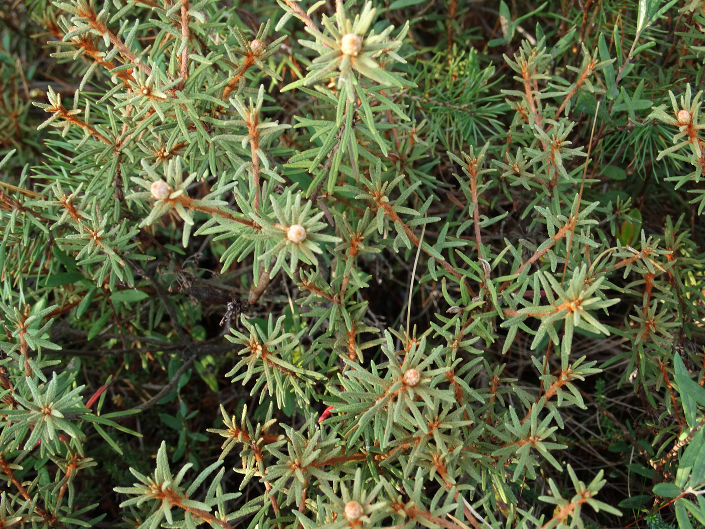 Image of Ledum palustre specimen.