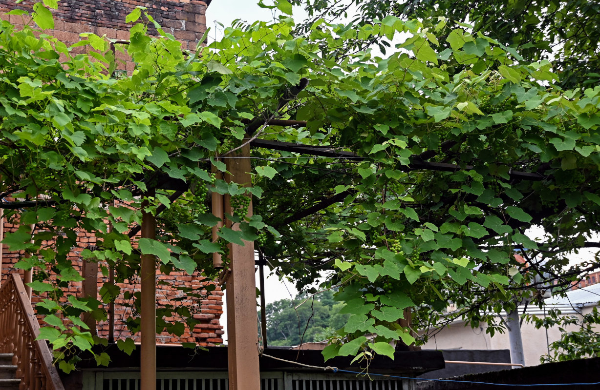 Image of Vitis vinifera specimen.