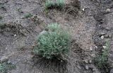 genus Artemisia