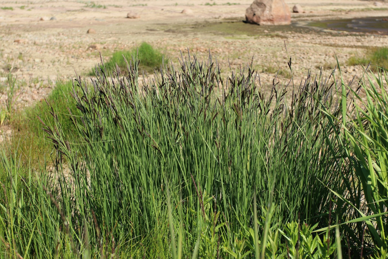 Image of Carex elata specimen.