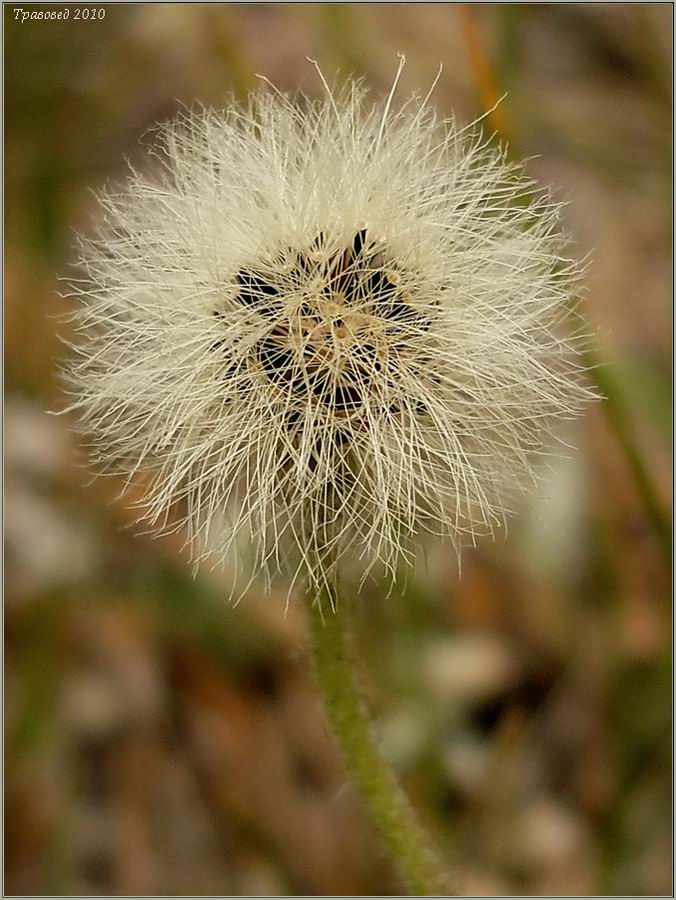 Изображение особи Pilosella officinarum.